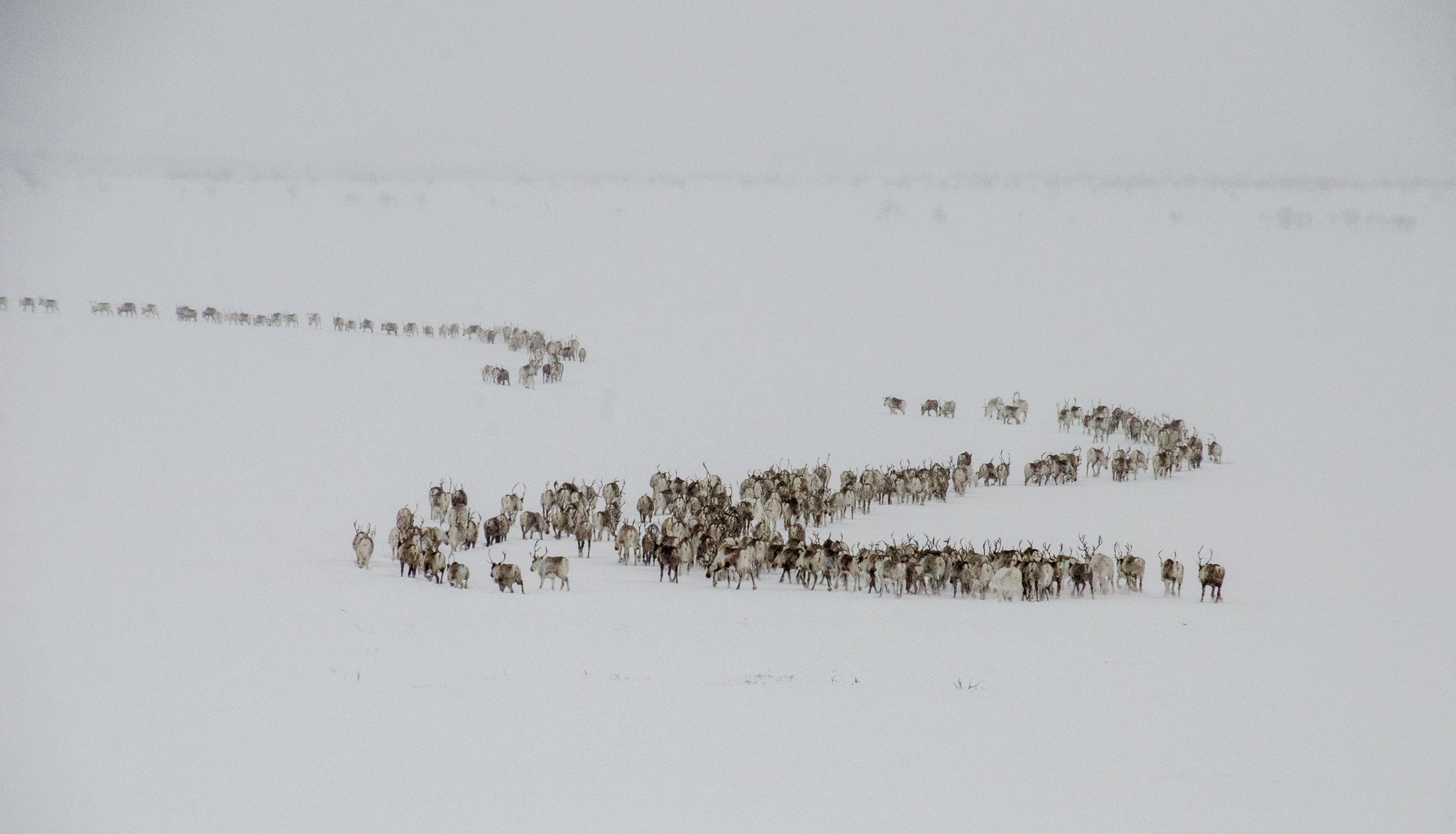 Porot tunturissa talvella.