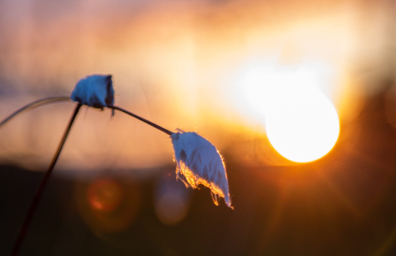 Kuvan etualalla tupasvillaa, aurinko laskee kuvan taustalla.